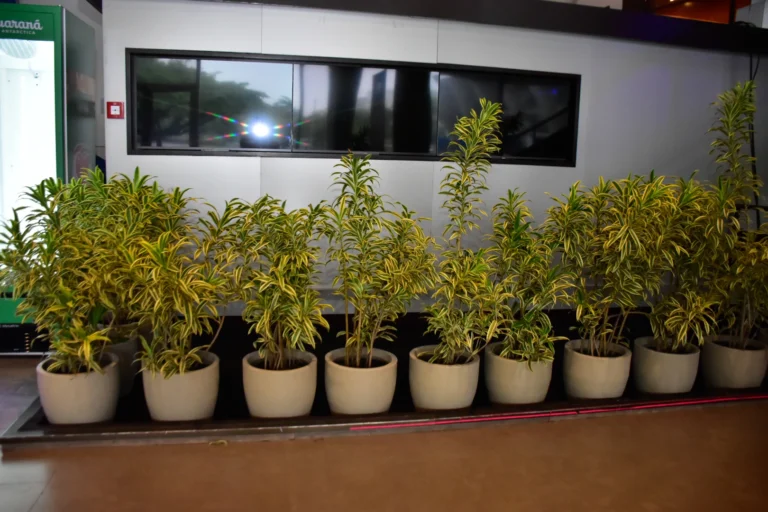 G20_JB_16112024_Nathalia-282